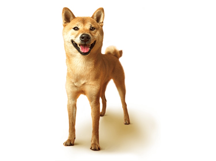 What Should I Feed My Dog