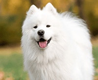 samojed_1640010328743.png