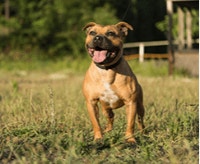 staffordshire-bull-terrier_1624269635744.png