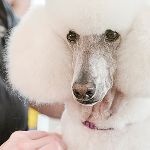 A-short-History-of-Poodle-Grooming_3.jpg