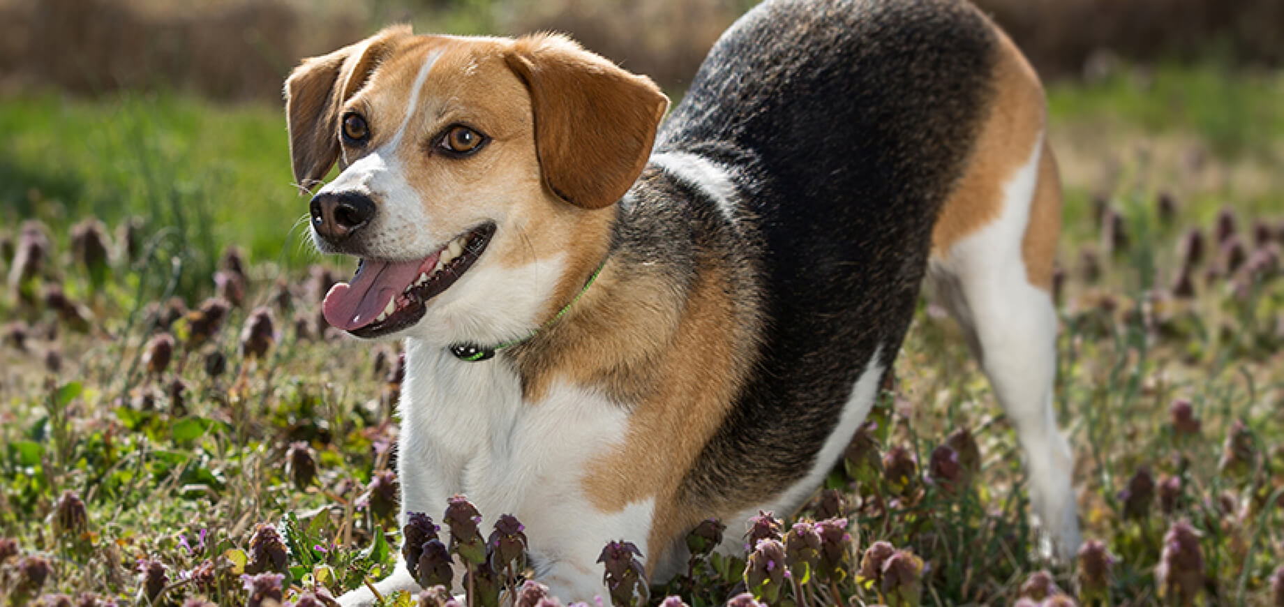 Beagle-as-a-Hunting-Hound_0_6.jpg
