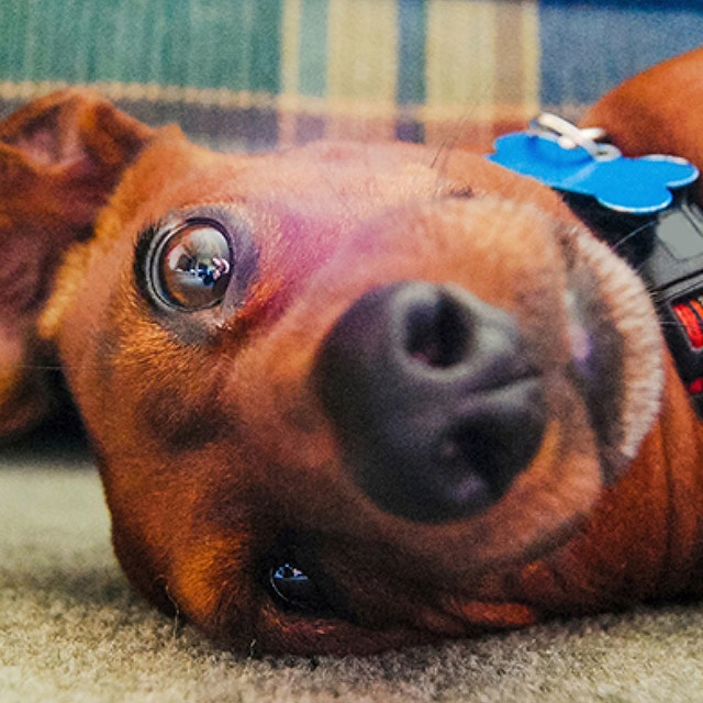 Dachsund-Collar-or-Harness_5_3.jpg
