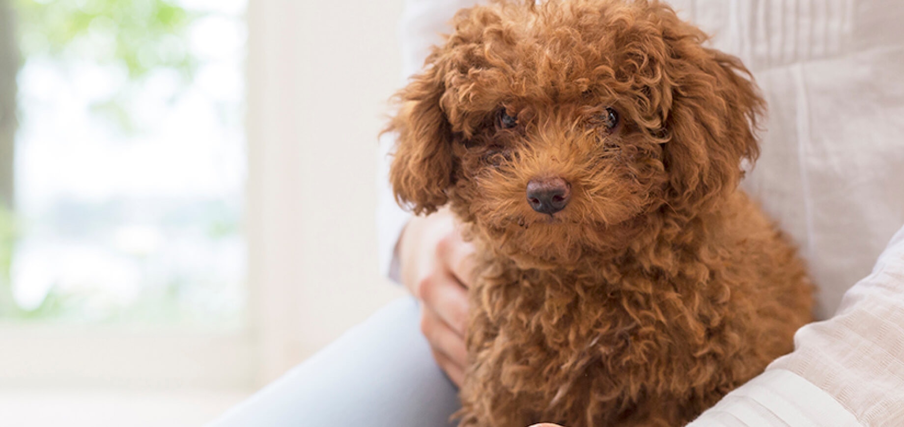 Facts-Every-Toy-Poodle-Owner-Should-Know_7.jpg