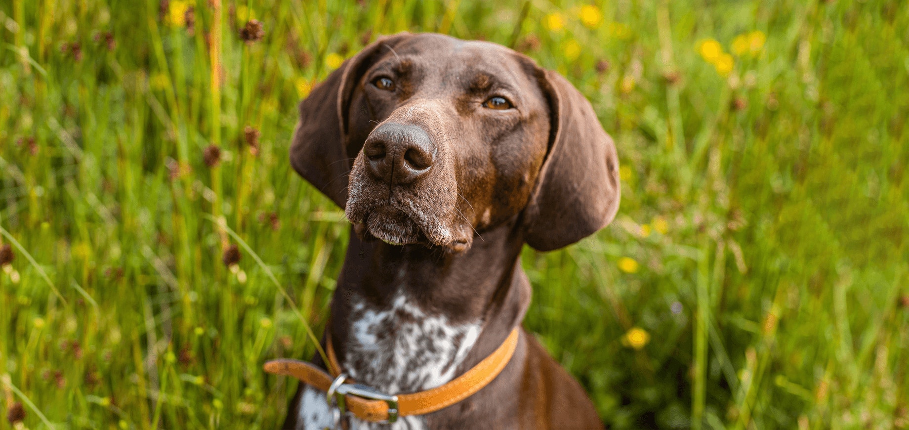 Adopcja psa – procedura przygarnięcia pupila z interwencji