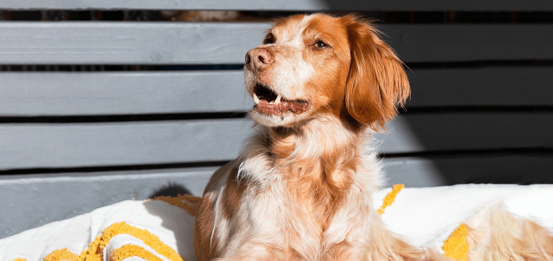 Psy ze schroniska - 5 ważnych faktów