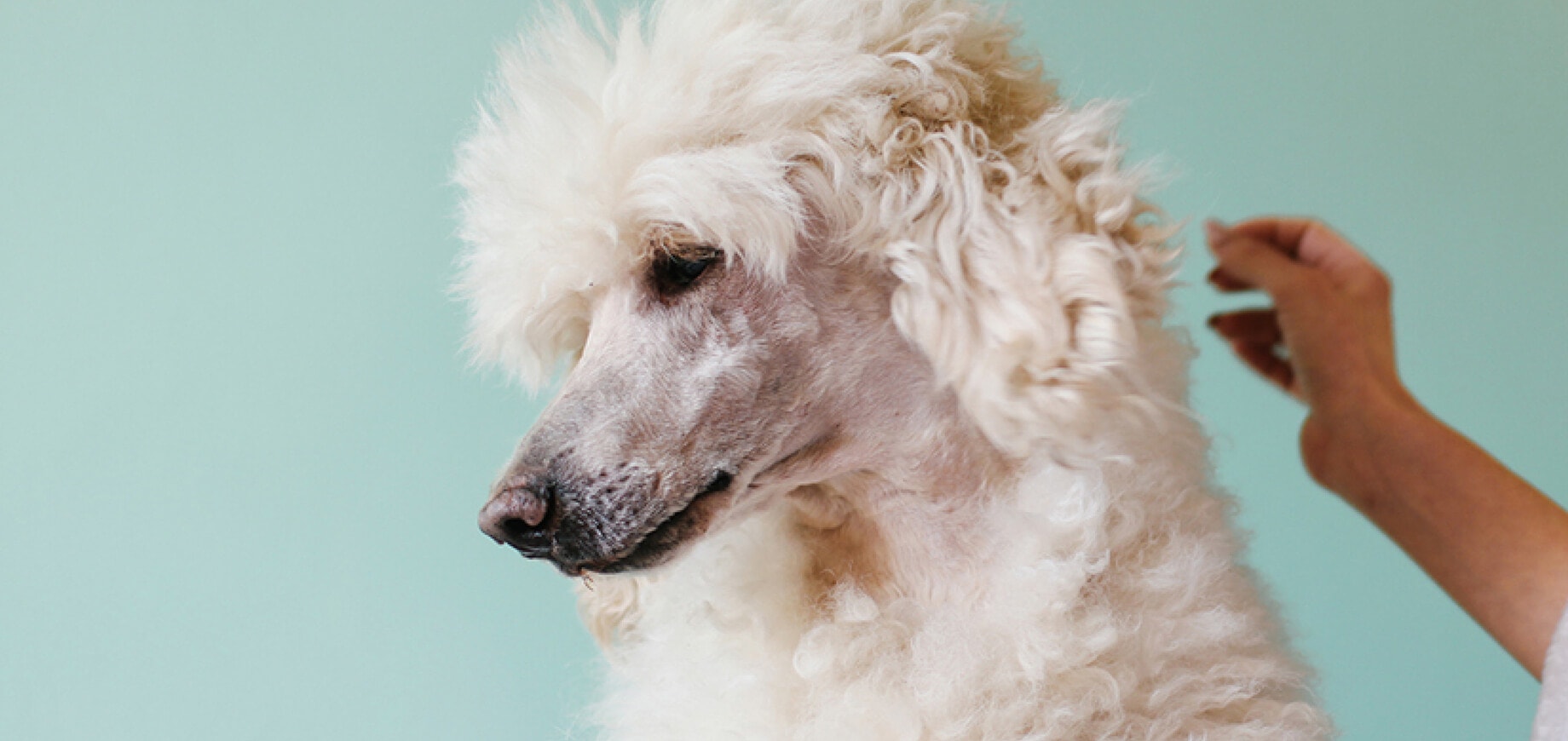 Poodle-Hair-Care_9.jpg