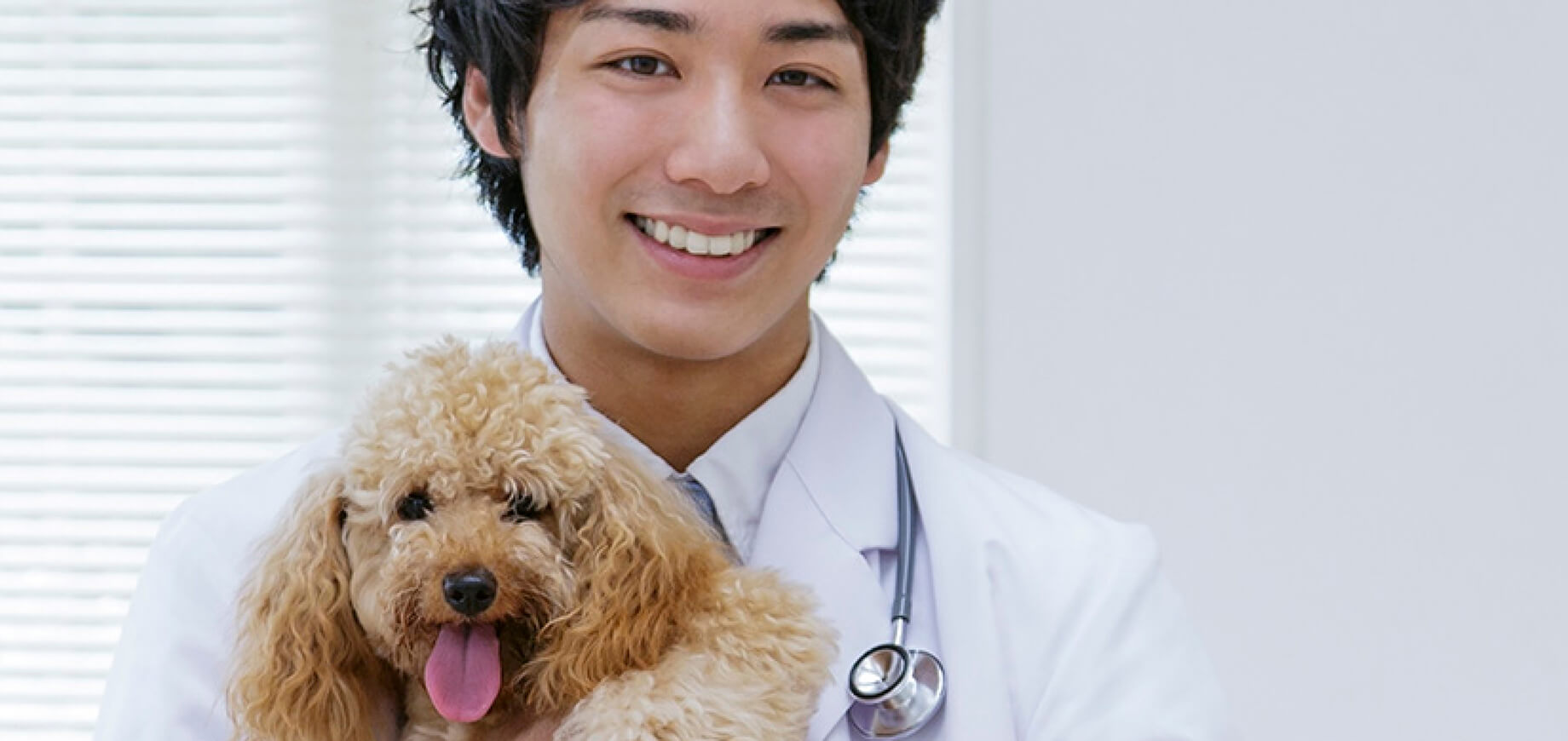 Toy-Poodle-Health-Risks_3.jpg