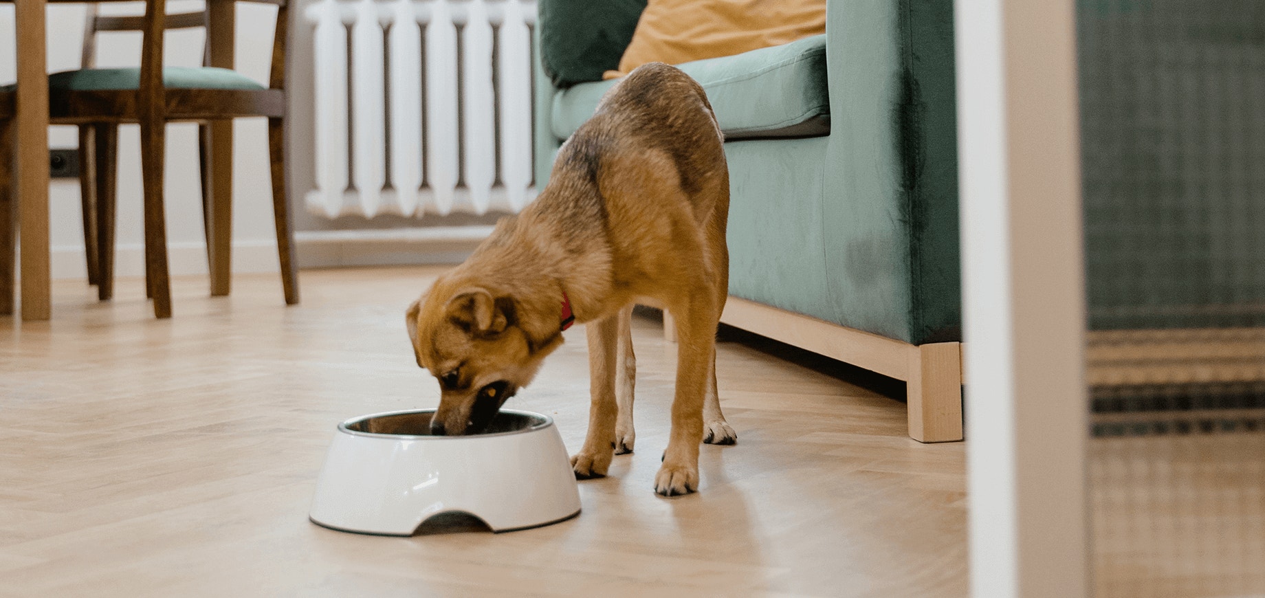 Adopcja dorosłego psa lub szczenięcia ze schroniska – pierwsze dni