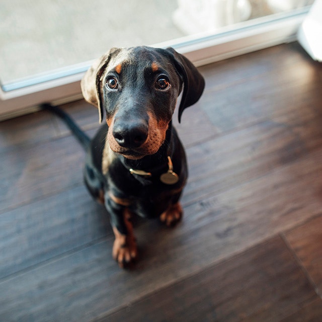 Jak nauczyć psa komendy „siad”?