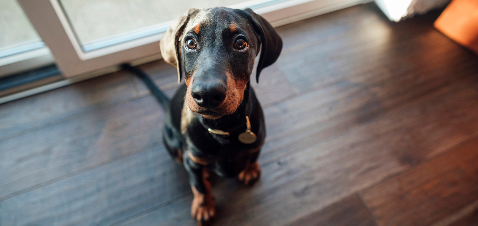 Jak nauczyć psa komendy „siad”?