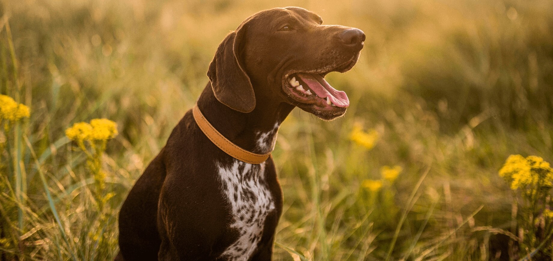 Pielęgnacja zębów psa