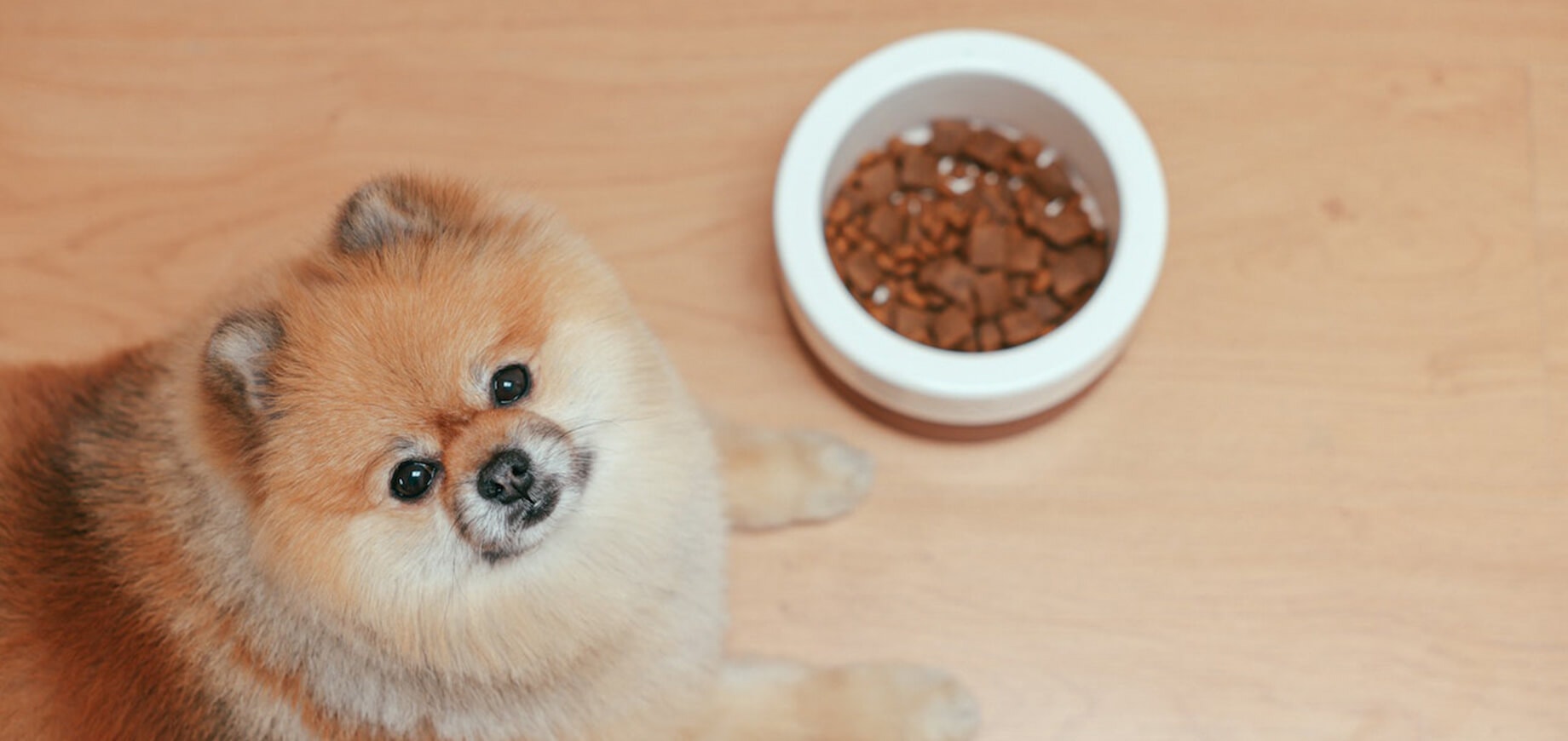 pies pomeranian leżący obok miski z jedzeniem
