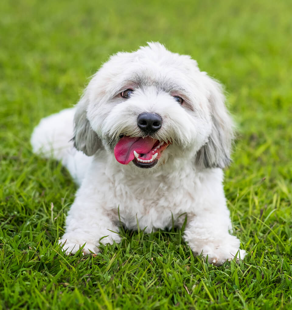 Biały maltańczyk leżący na trawie i wpatrujący się w kamerę