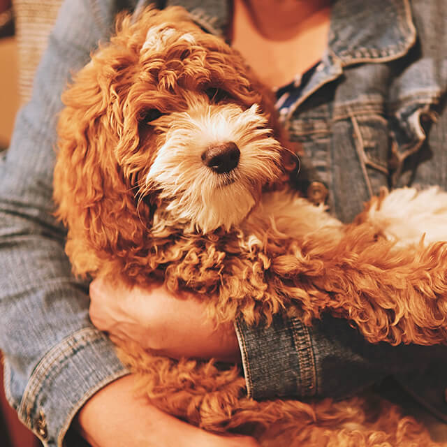 Rudo-biały pies trzymany w objęciach kobiety