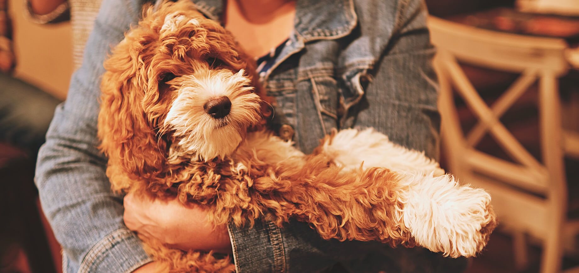 Rudo-biały pies trzymany w objęciach kobiety