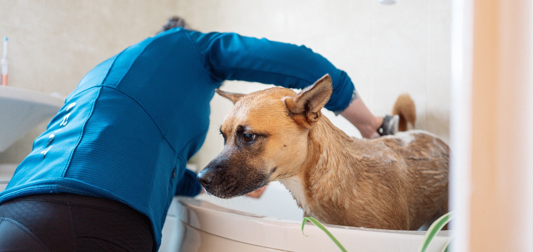 Kobieta myje małego psa włożonego do wanny
