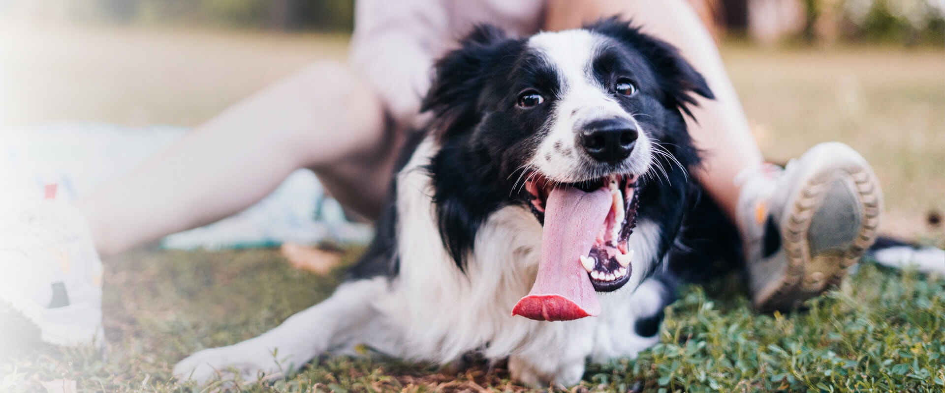 multivitamin banner desktop