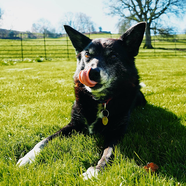 leżący na trawie średniej wielkości czarny pies oblizuje swój nos