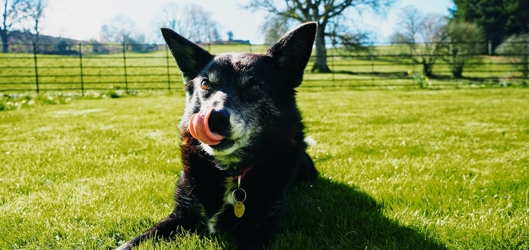 leżący na trawie średniej wielkości czarny pies oblizuje swój nos