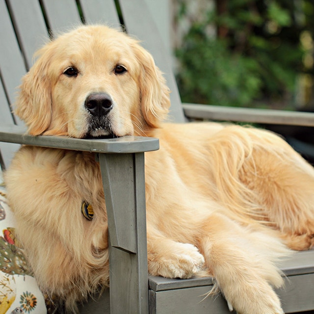 golden retriever siedzący na krześle w ogrodzie