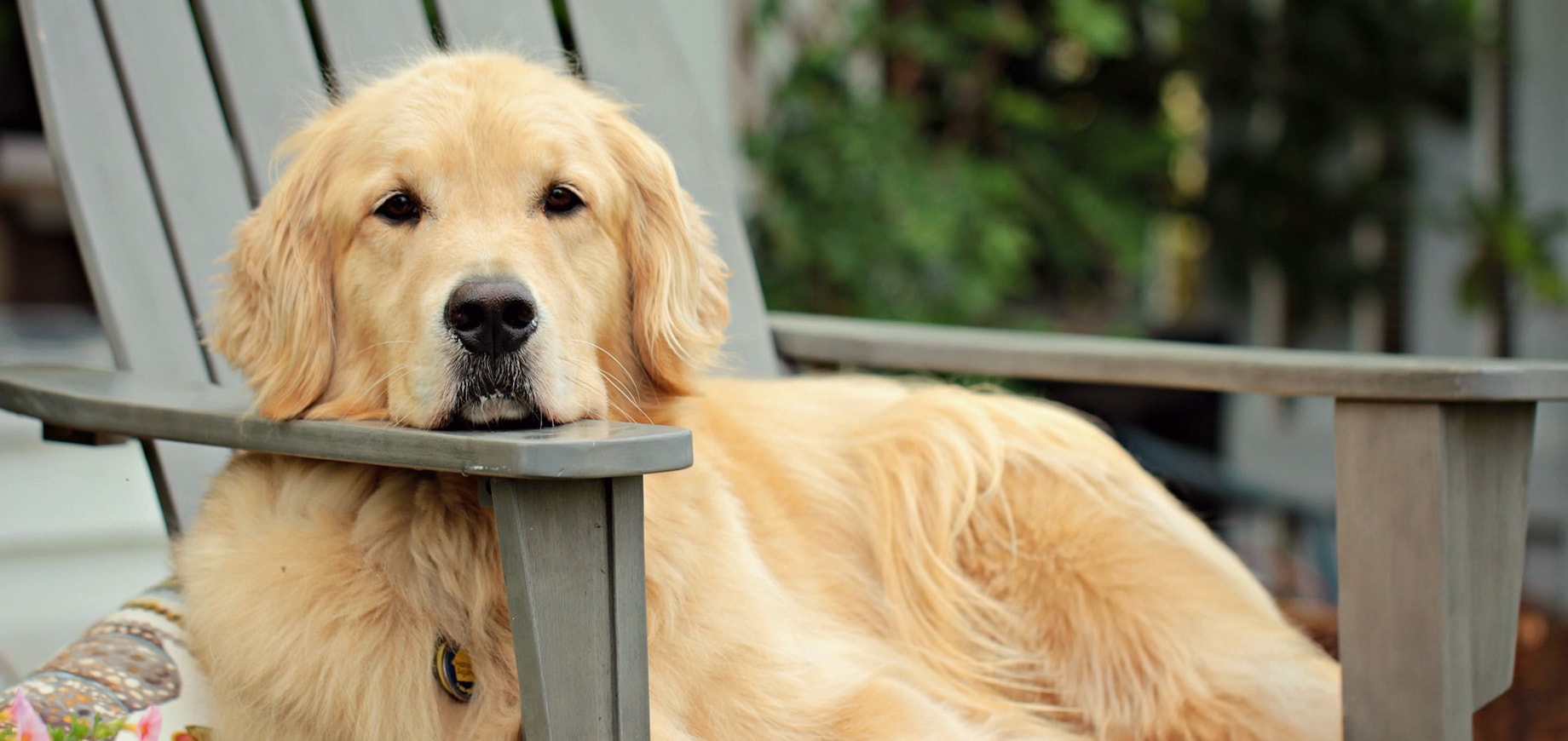 golden retriever siedzący na krześle w ogrodzie