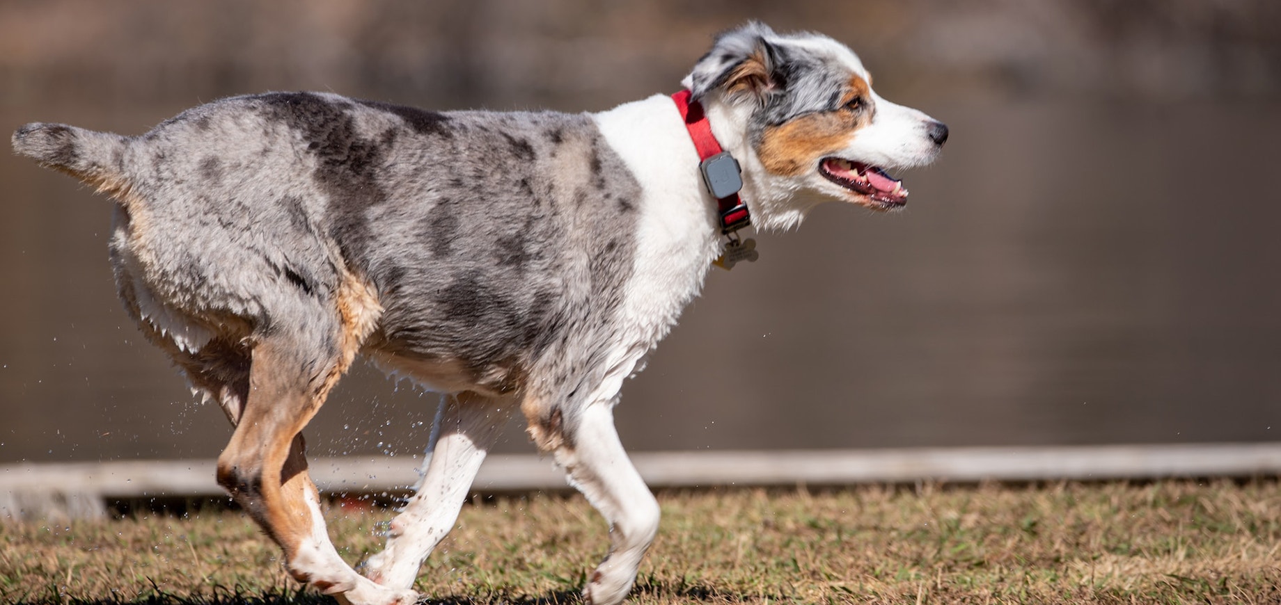 biało-szaro-brązowy pies biegnie przed siebie
