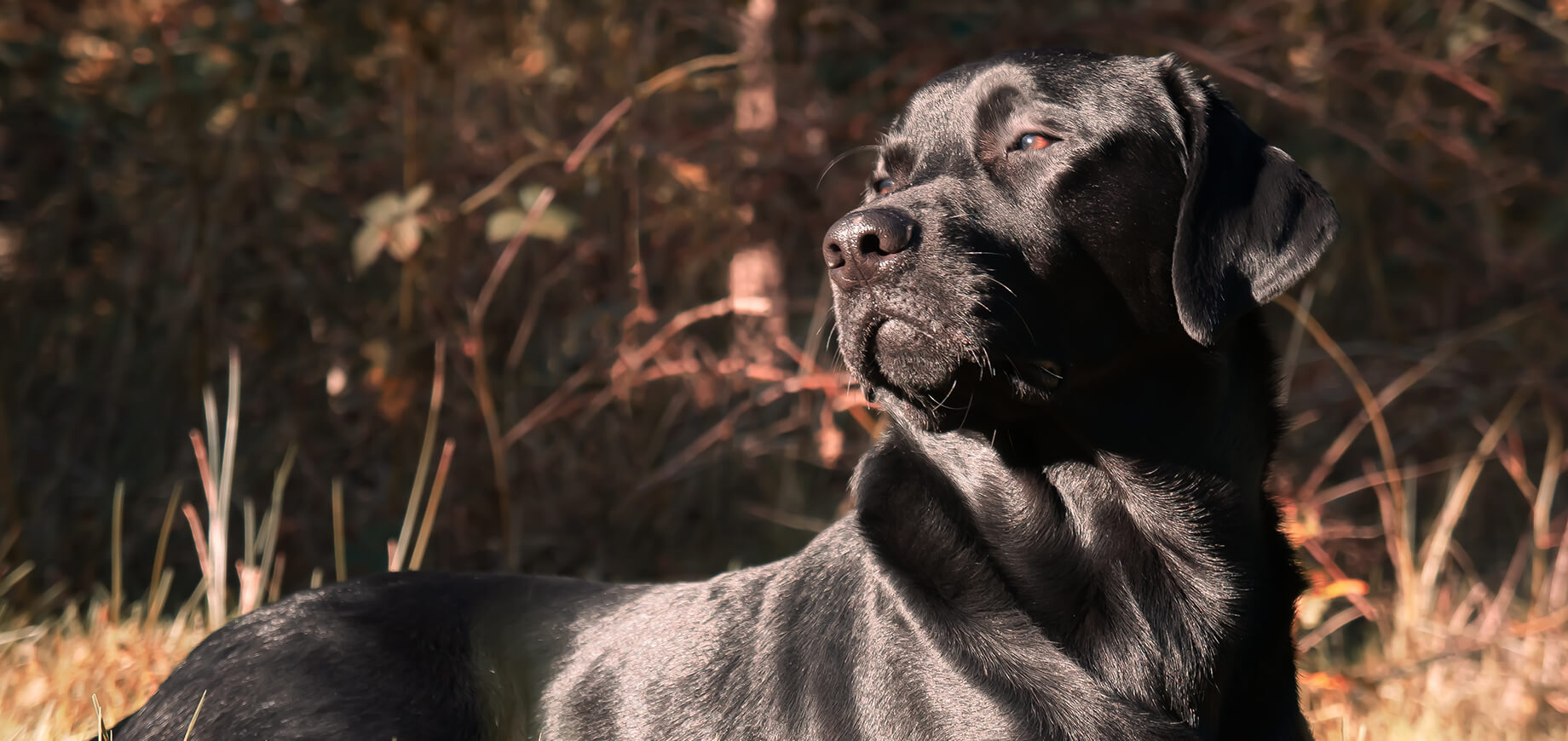 czarny labrador leży na trawie i patrzy w dal w stronę słońca