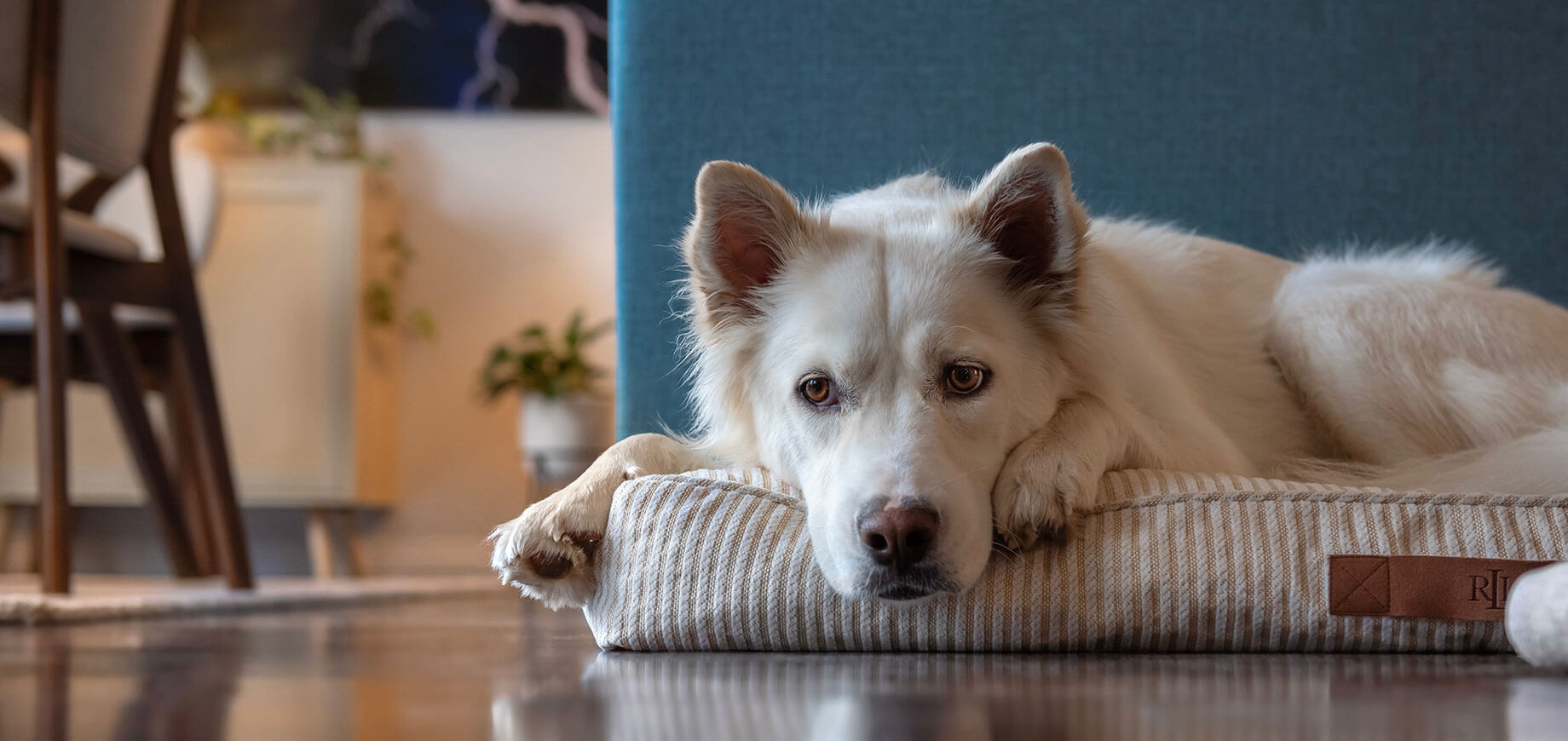 Biały pies leży na swoi posłaniu w pokoju