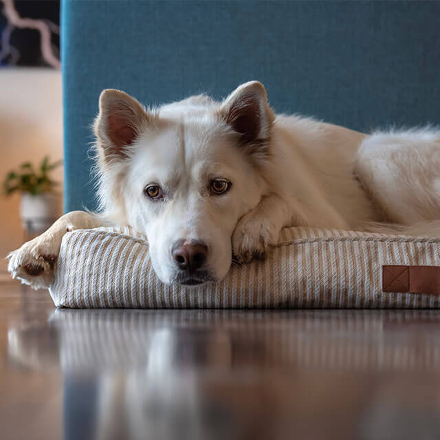 Biały pies leży na swoi posłaniu w pokoju