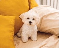 bichon-frise-charakter-cena-opis-rasy_1624269054586.png
