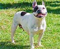 boston-terrier_1640009676402.png