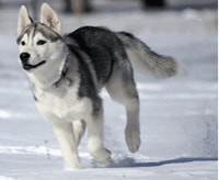 siberian-husky-charakter-cena-opis-rasy_1625224974957.png