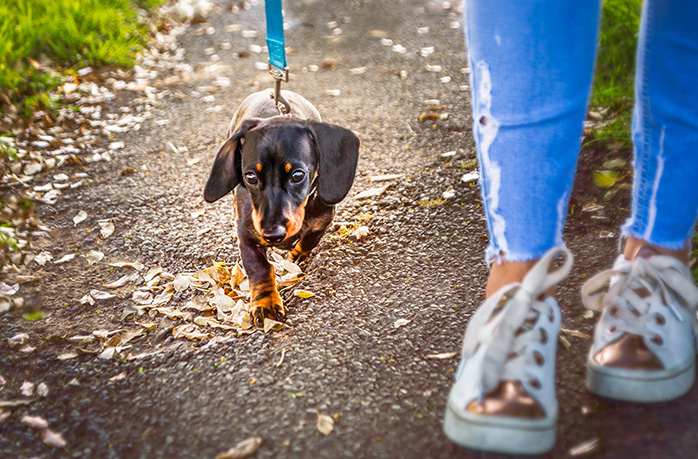 Opieka nad psem - 10 rzeczy, o których musisz wiedzieć