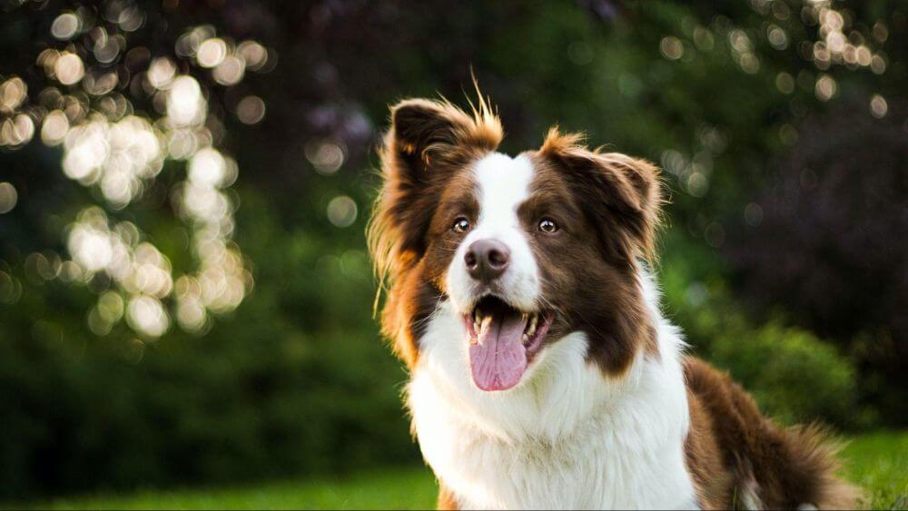 Collie